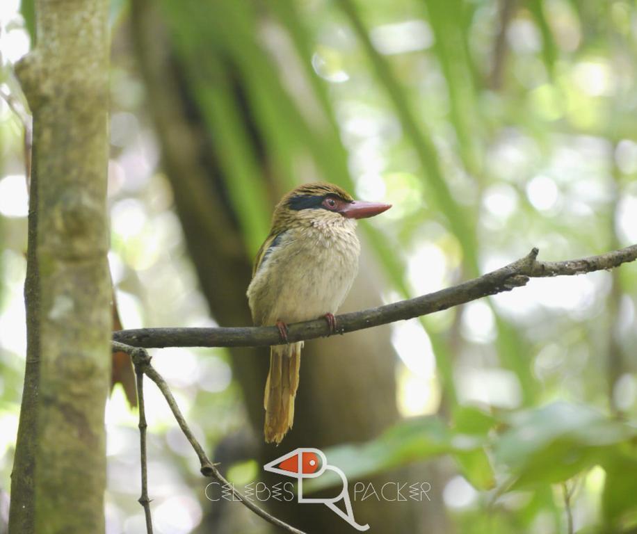 RinondoranCelebes Birdpacker的树枝上的小鸟