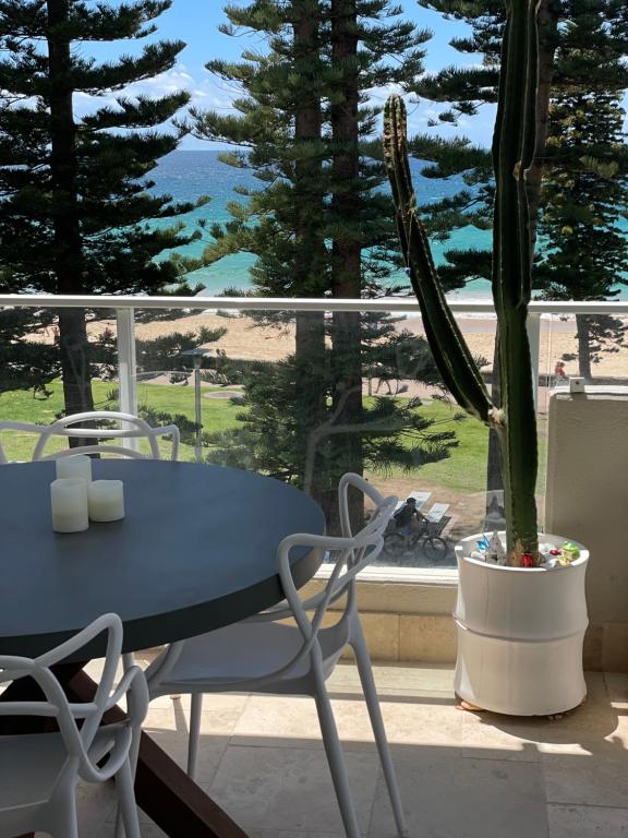 悉尼Shared Beachfront Living的阳台桌子旁的盆子里的仙人掌