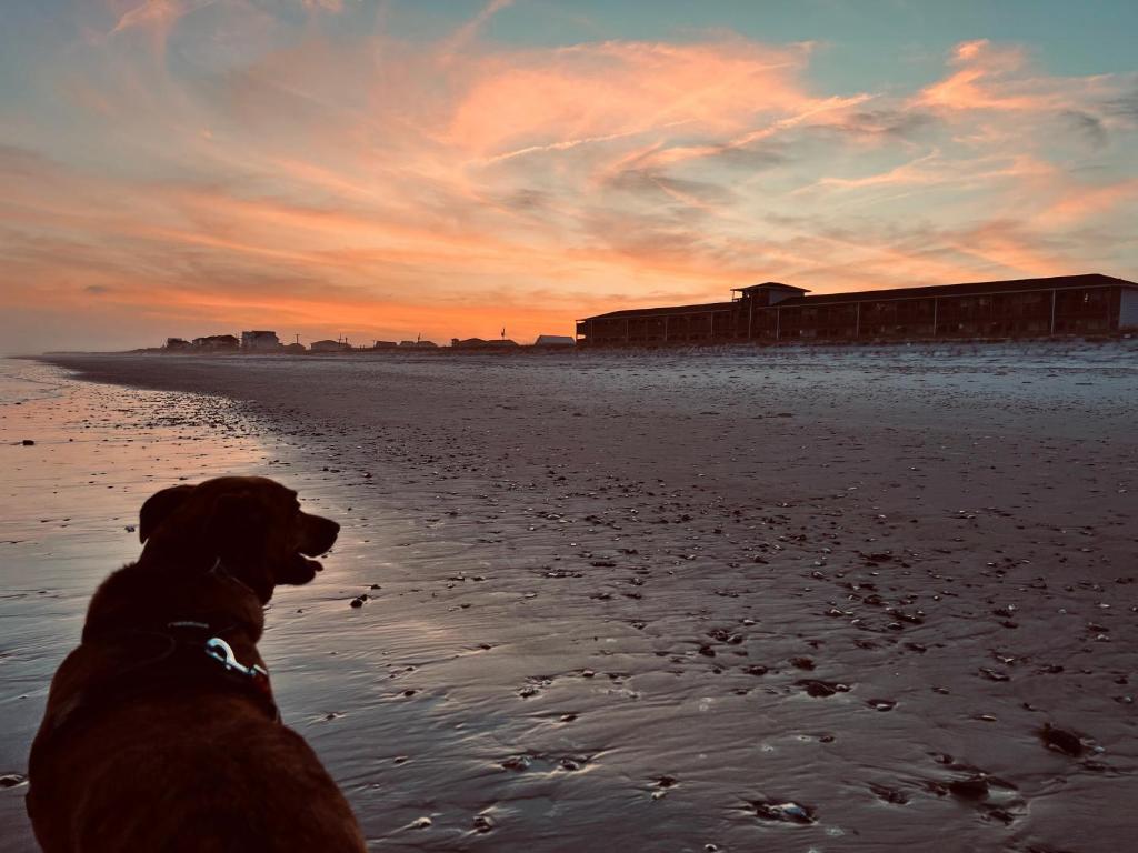 托普赛尔海滩Sea Vista Motel的日落时坐在海滩上的狗