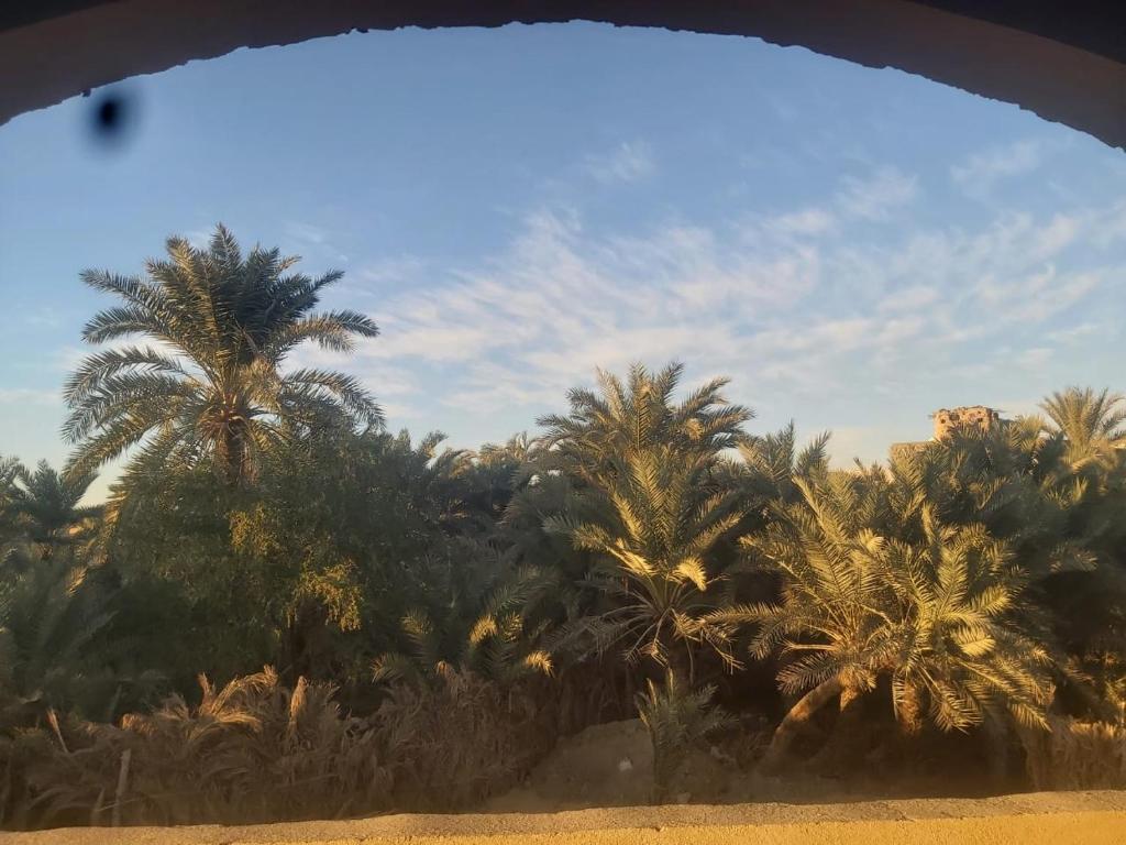 锡瓦Oum House的从窗户可欣赏到棕榈树的景色