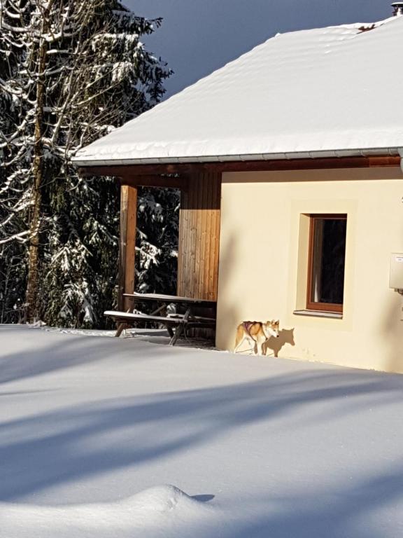 沙佩尔代布瓦Chalet Beaujon Chapelle-des-Bois的一只狗站在雪中建筑物旁边