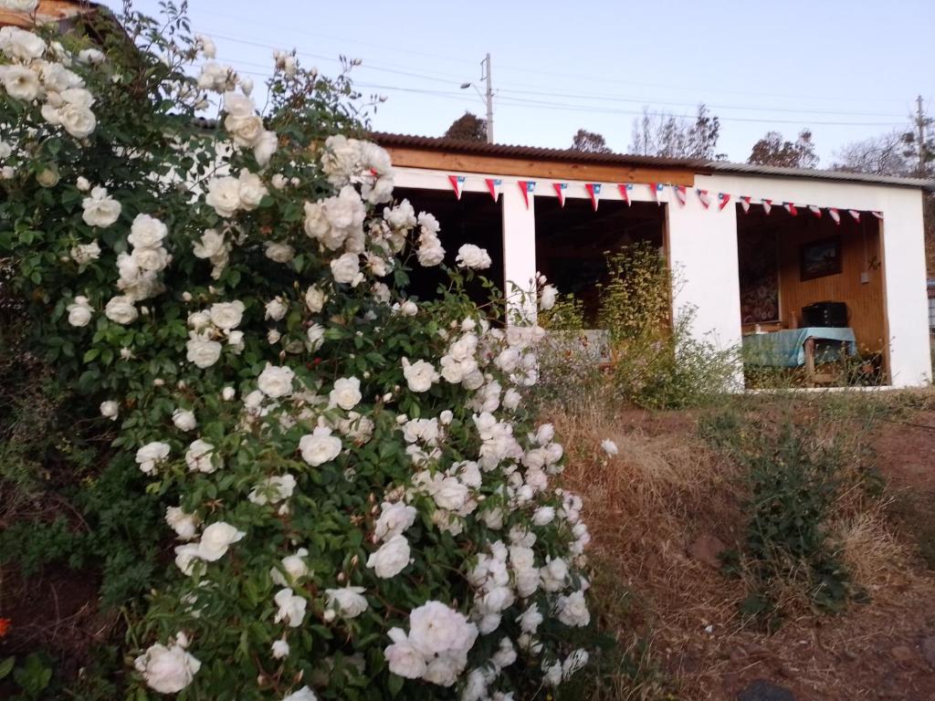 IltaCabañas Los Gordos M y M的房屋前的白色玫瑰丛