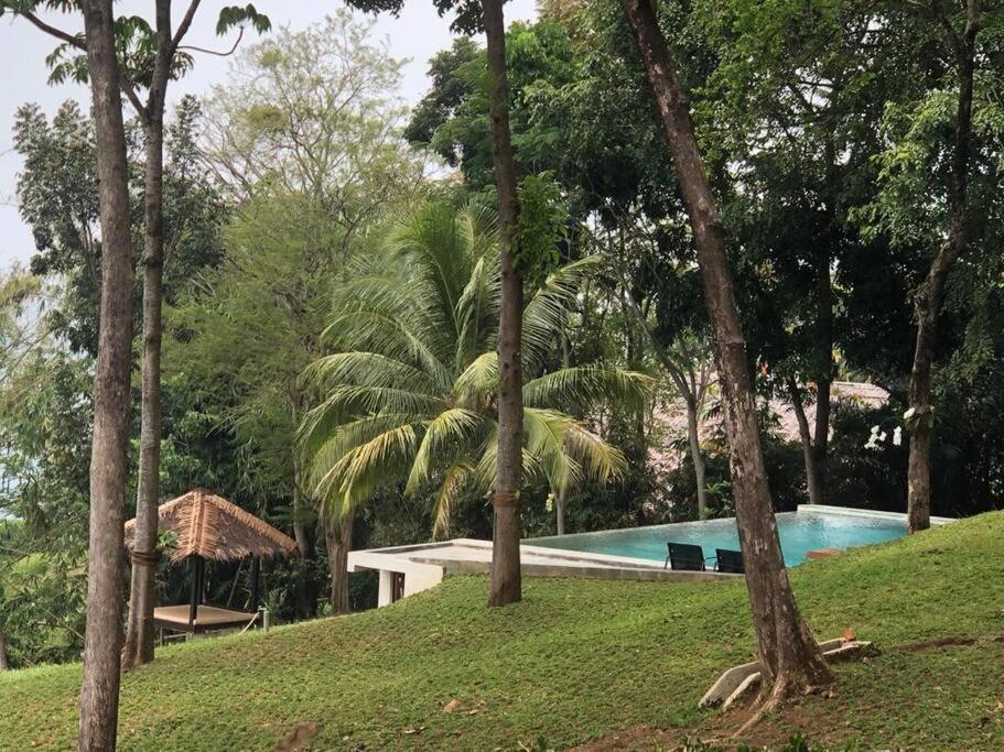 BantarkalapaTerrace Villa - Pelabuhan Ratu的树木繁茂的森林中的一个游泳池