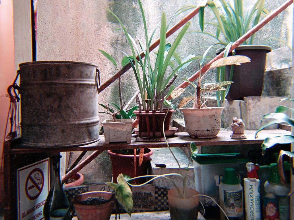 关丹AD Homestay Kuantan的一组盆栽植物坐在架子上