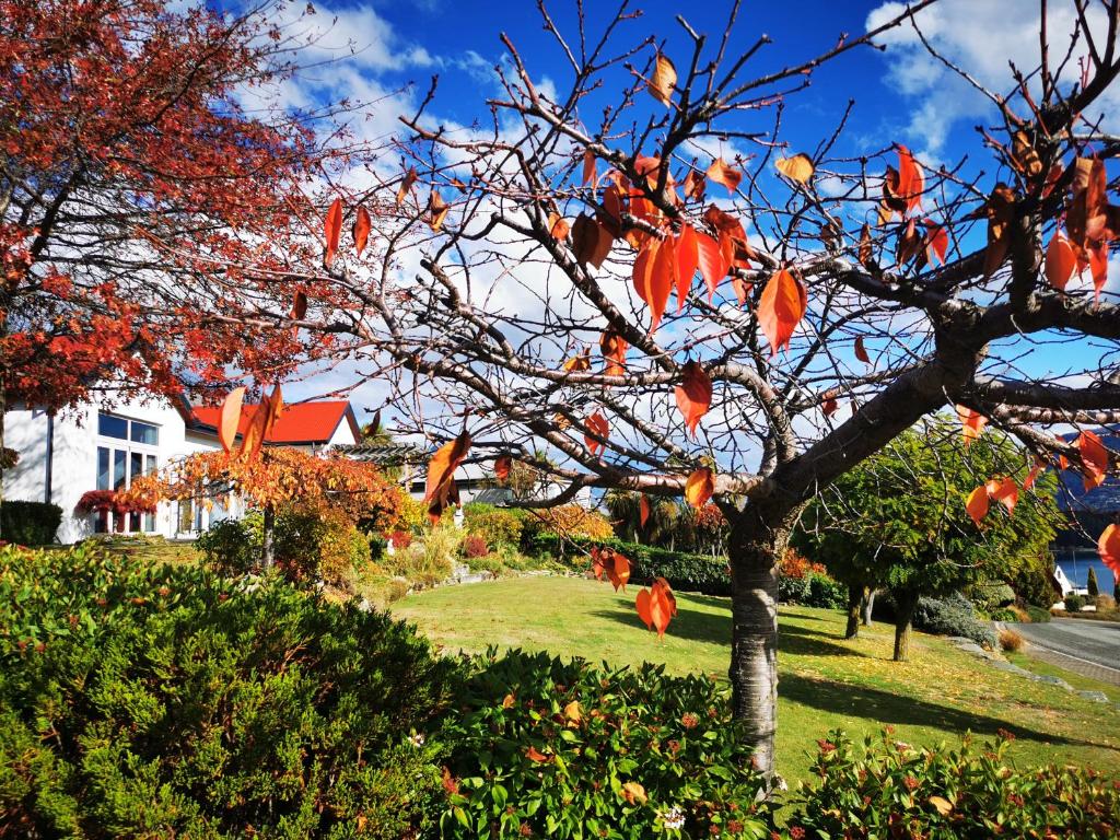 皇后镇Kelvin Garden Villa的院子里一棵树,树上长着红色的叶子