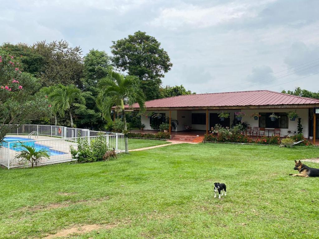 里韦拉Villa Zunilda的狗站在房子的院子中