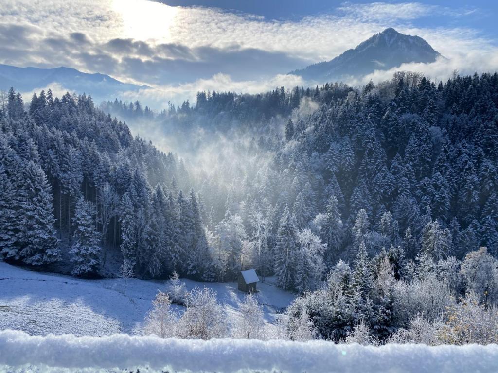 多恩比恩Wohnung Staufenblick und Wohnung Firstblick的一片有雪覆盖的树木和山的森林