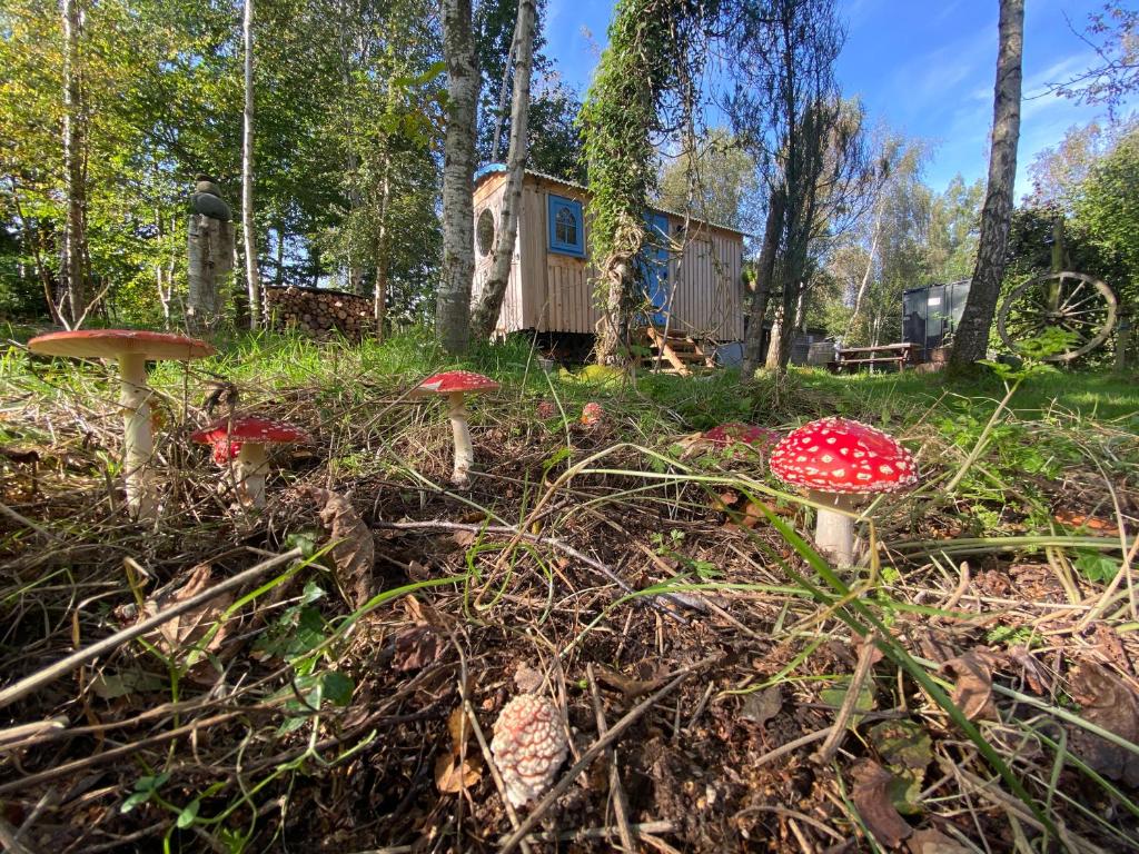 彻奇斯特雷顿Sapphire forest garden shepherd’s hut的一群蘑菇在小屋前