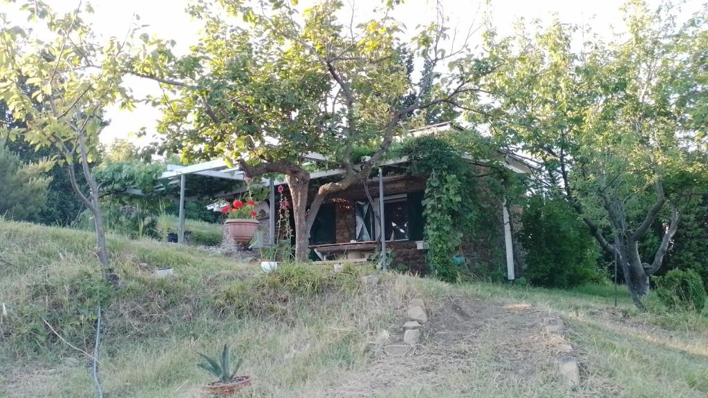波尔托罗Olive gardens cottage的田野上小山上的小房子