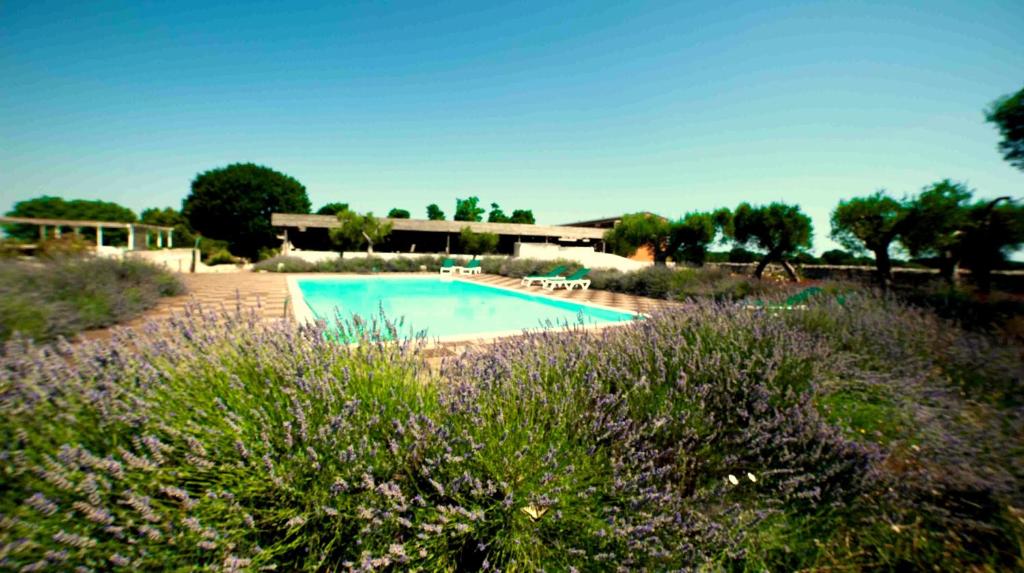 阿尔贝罗贝洛Apulia Victor Country Hotel的紫色花田中的游泳池