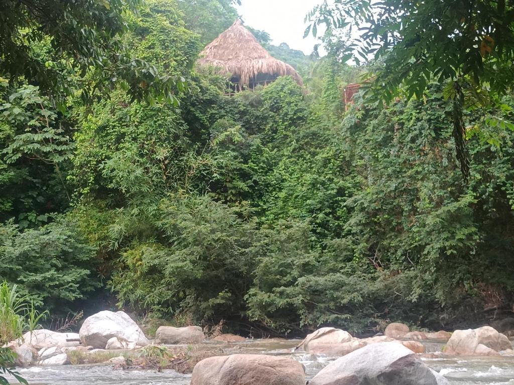 埃尔扎伊诺Sierra Tayrona hostel的森林中间有岩石的河流