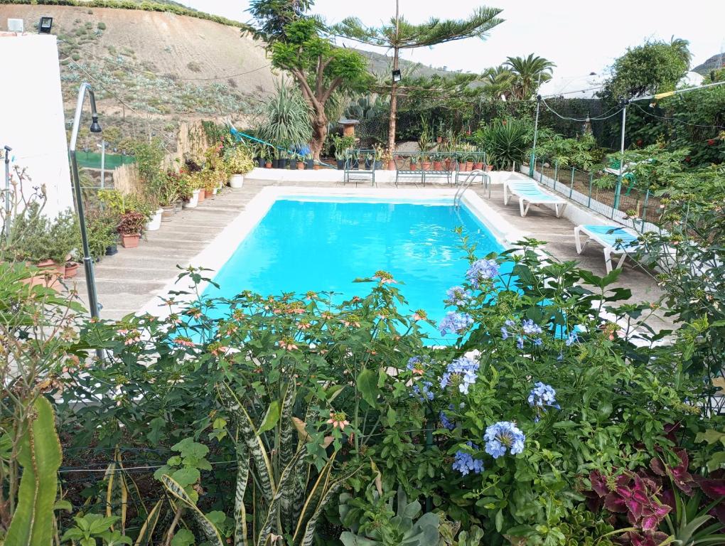 Balcon de TeldeCasa Mami Carmen Telde, Las Palmas的一座拥有蓝色花卉和植物的游泳池