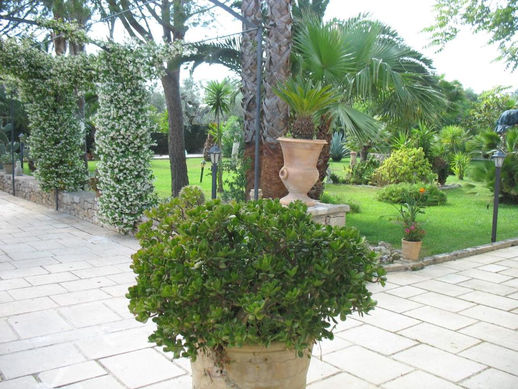 马蒂诺Villa Cecilia的花园,两盆大植物和树木
