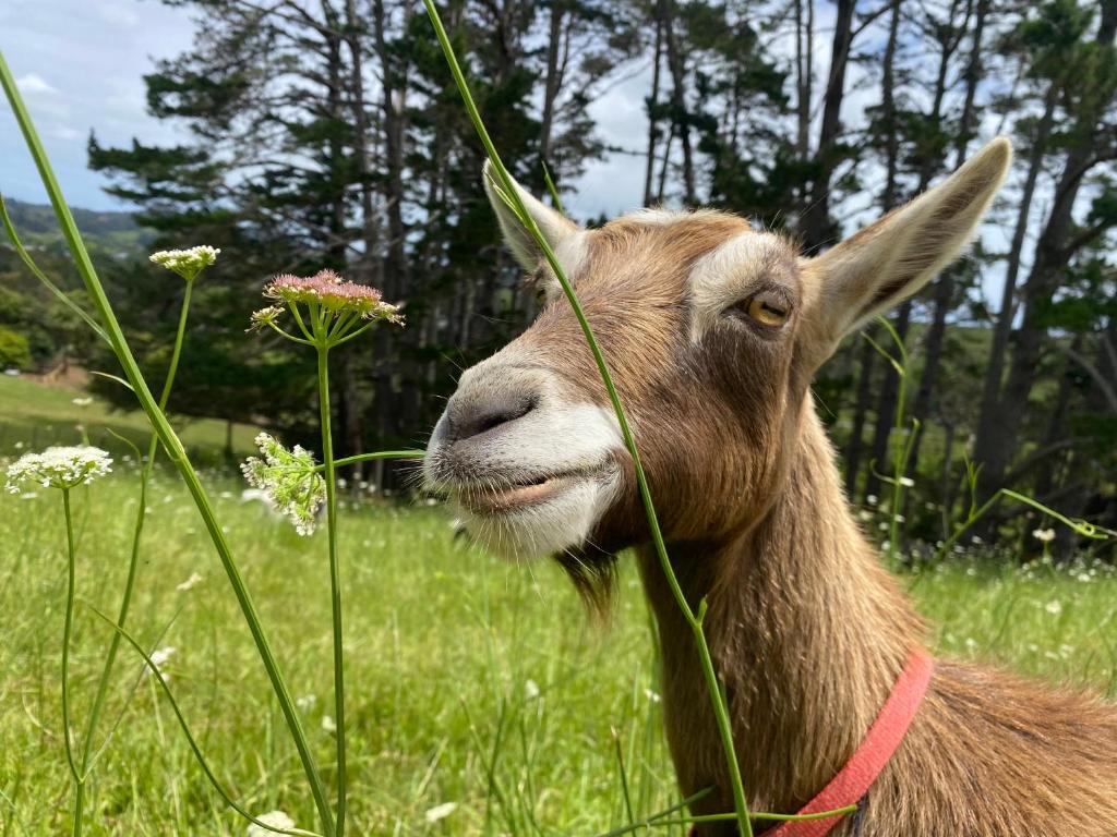 WaimaukuPukeatua Farmstay的山羊站在草地上