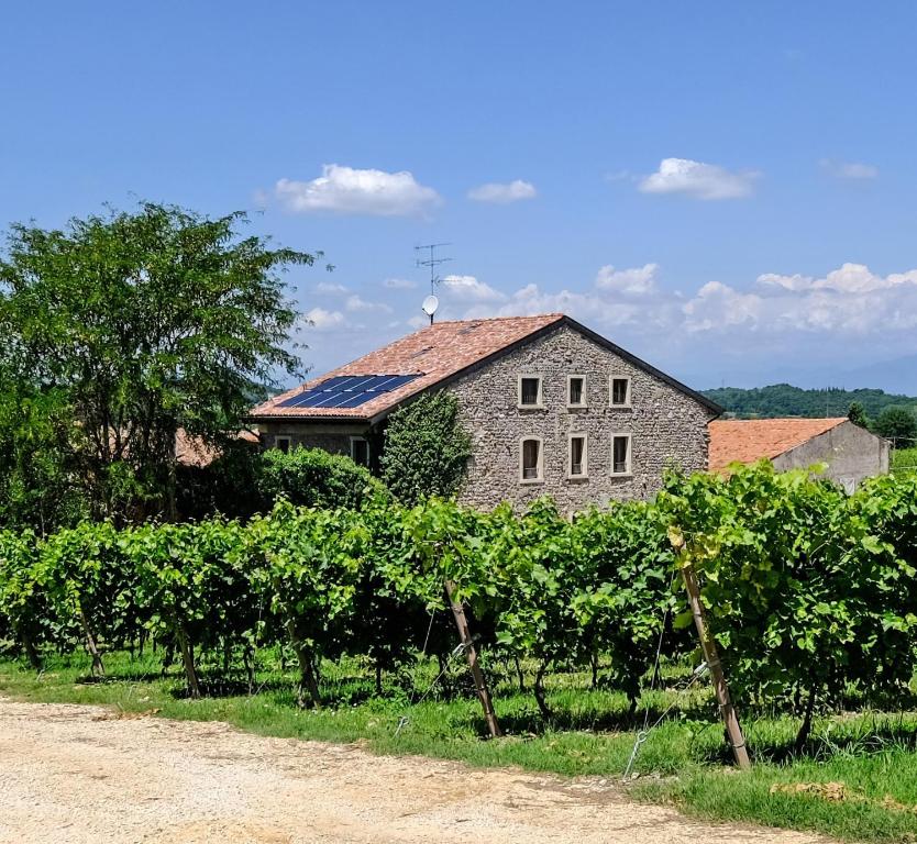 明乔河畔的瓦雷奇奥Seiterre Agriturismo Tenuta San Leone的一座农场建筑,有一大堆葡萄藤