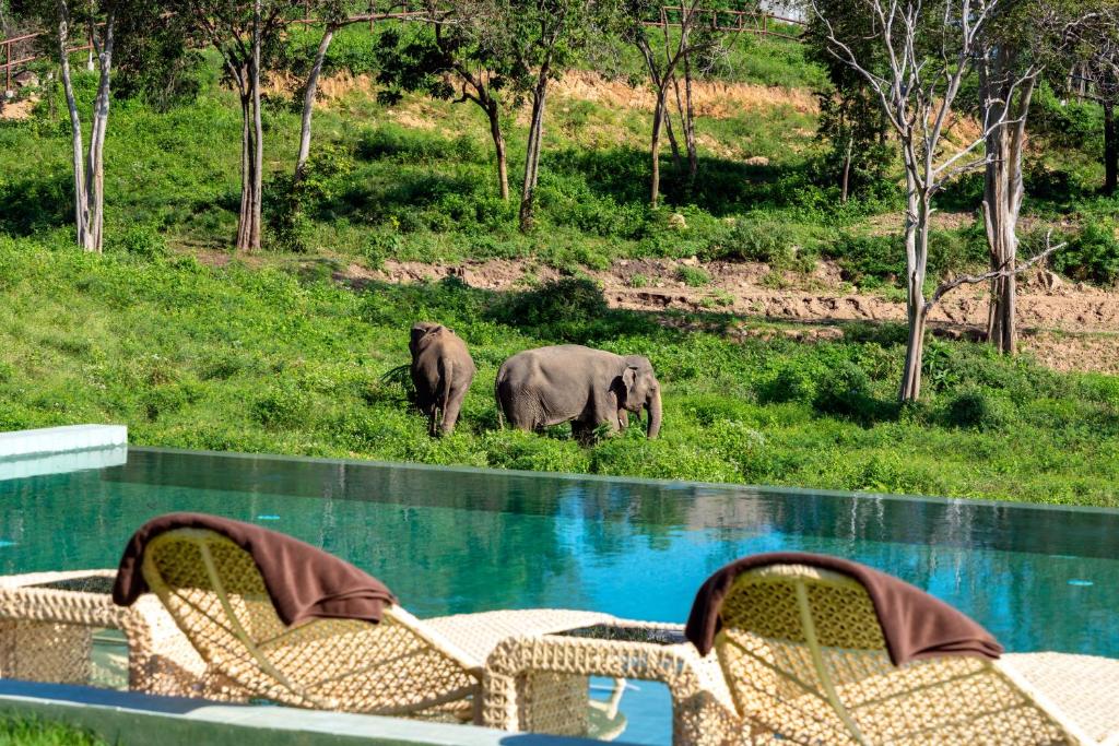 苏梅岛Wild Cottages Elephant Sanctuary Resort的两只大象在游泳池旁的草地上行走