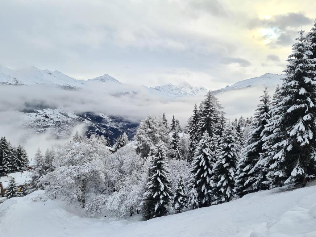 莱斯克伦斯Auberge de l'Ours的积雪覆盖的森林,有雪覆盖的树木和山脉