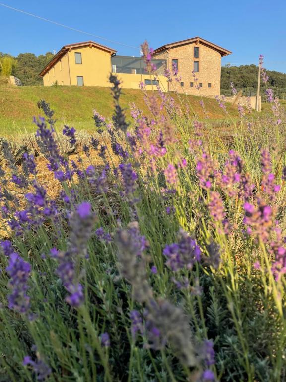 纳托Agriturismo Al Mancino的一片紫色的花田,有房子在后面