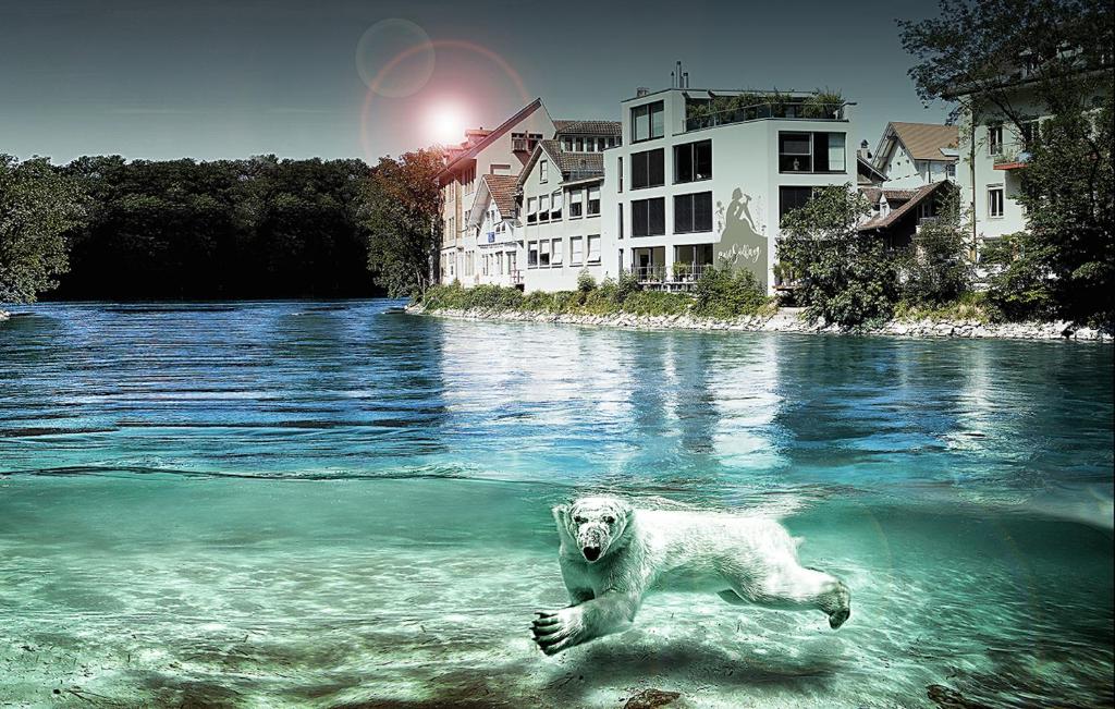 伯尔尼SONNEN Loft Bern - Bed & Breakfast的北极熊在水体中游泳