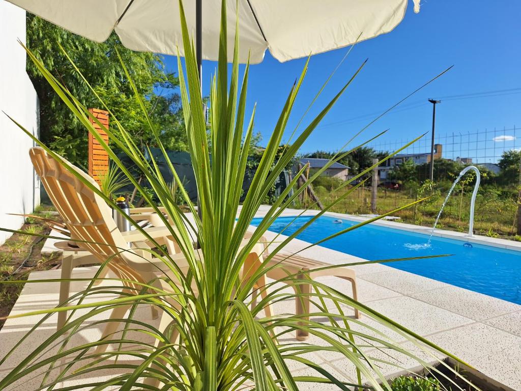 费德拉西翁Los Carpinchos: Duplex的游泳池前的植物,带雨伞
