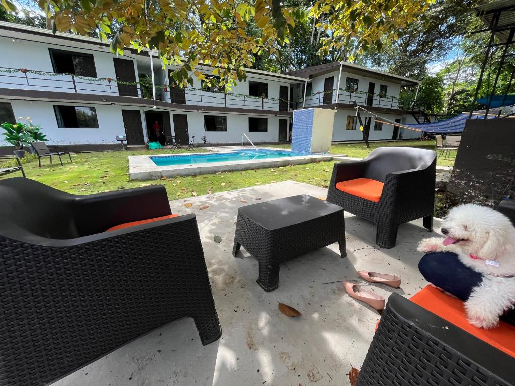 卡维塔Hotel Azul Coral的坐在游泳池前椅子上的白色狗