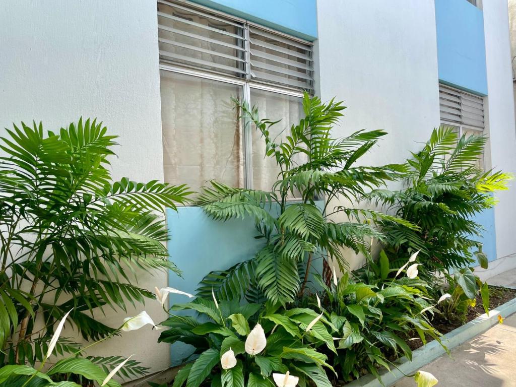 危地马拉Casa Quetzal的建筑前的植物群