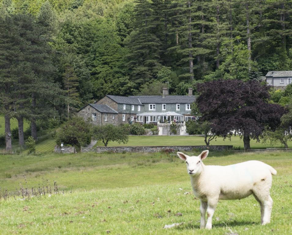 凯西克雷文斯通旅舍乡间酒店的一只羊站在房子前面的田野上