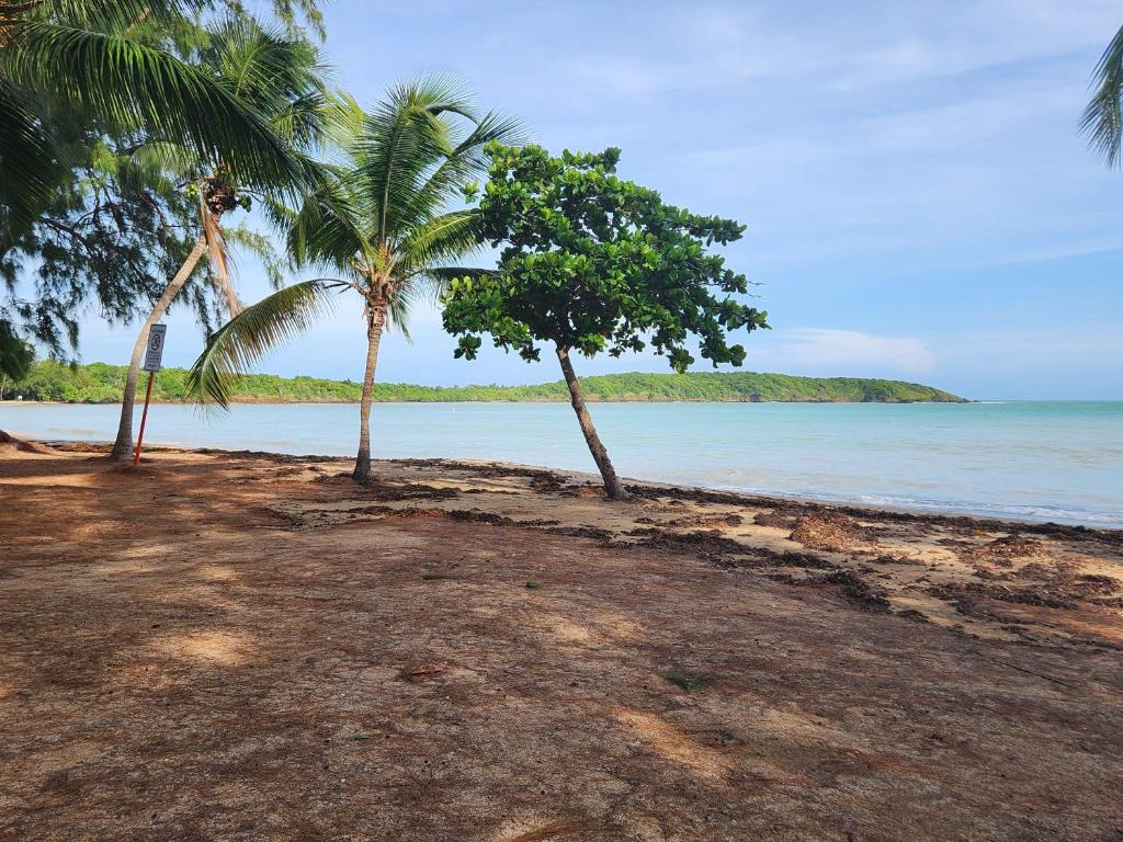 法哈多Beautiful Caribbean Waters - 7 Seas Beach, El Yunque, Icacos Island的两棵棕榈树,位于沙滩上,靠近水面