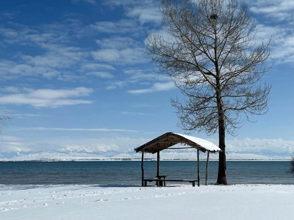 KuturgaУсадьба Кутурга的海滩上放雪的野餐桌和一棵树