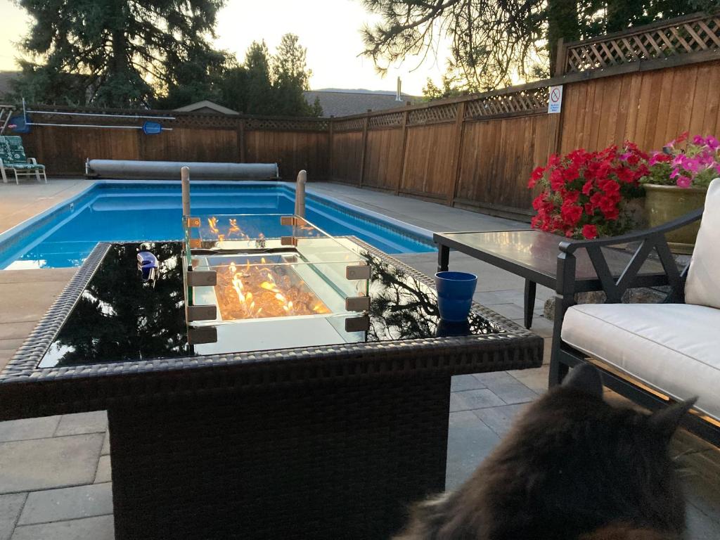 彭蒂克顿Bright poolside walkout two bedroom basement suite in the Okanagan的坐在游泳池旁的一只猫,那里有一个火坑