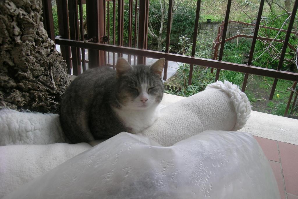 巴勒鲁普sleep well的一只灰色和白色的猫坐在毛巾上