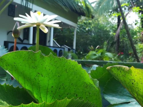 锡吉里亚SMW Lodge Sigiriya的花底下有白色的绿叶
