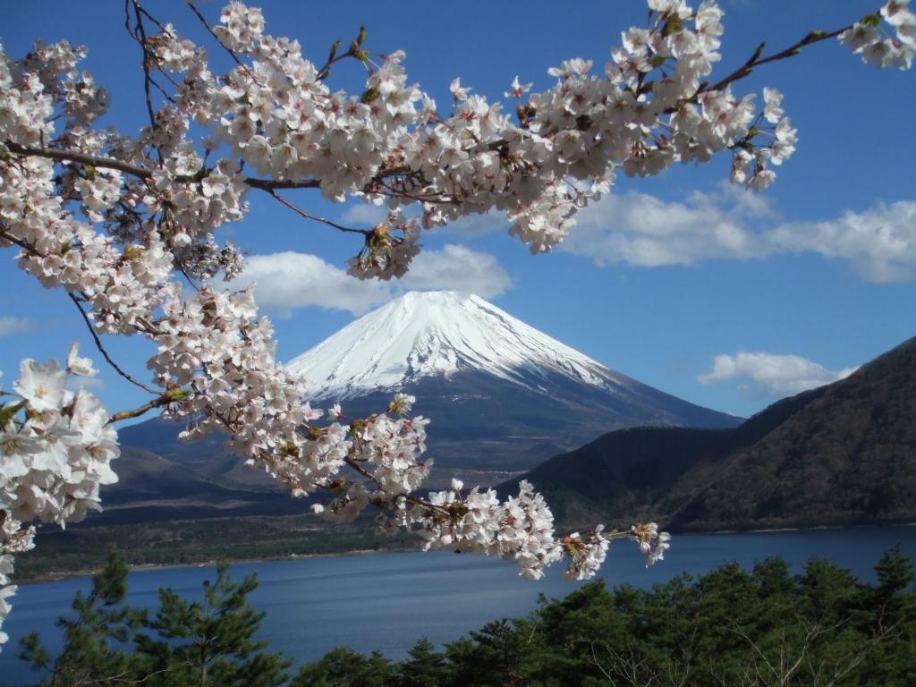 富士河口湖本栖湖畔 浩庵 Kouan at Lake Motosu的山底,在前方有樱桃树