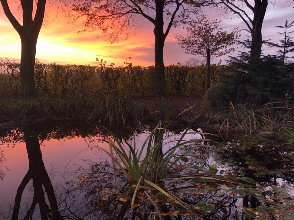 AlteveerDe Porrepoele的树池中的日落反射
