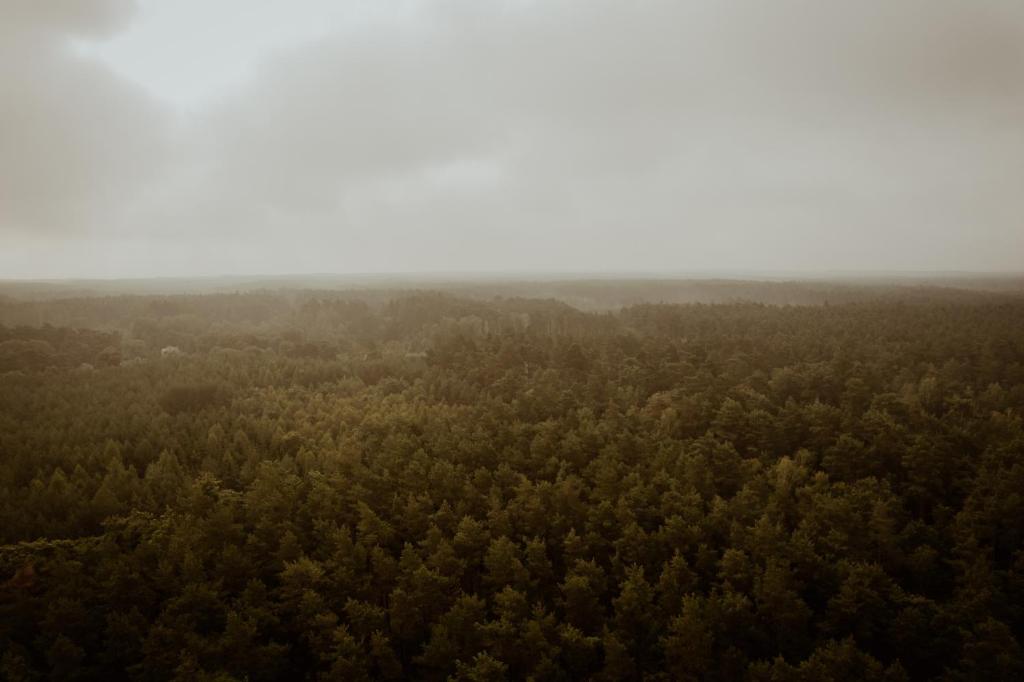 Gościniec Chlebowy Zakątek的树木林的空中景观