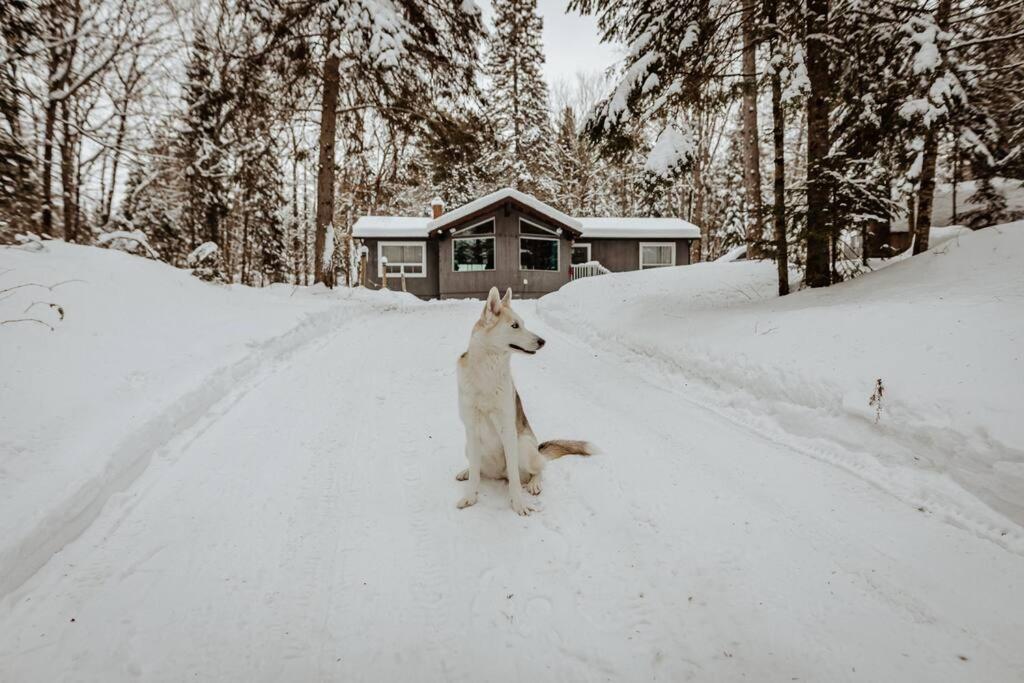 亨茨维尔Dog friendly Muskoka. Fun from forest to river.的坐在房子前雪中的小狗