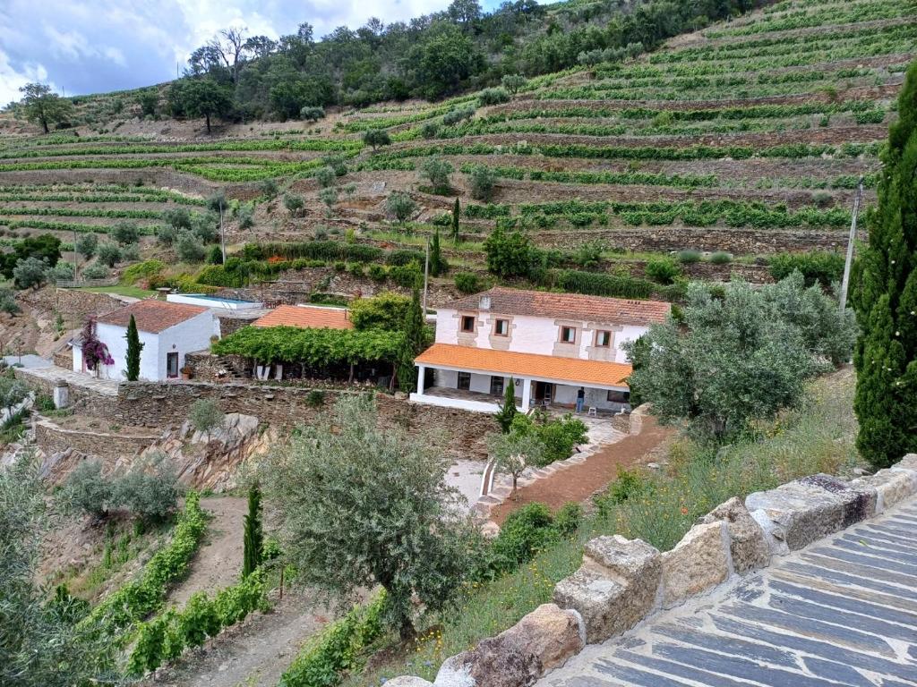 阿利若Country house Quinta da Salgueira的一座带葡萄园的小山上的房屋
