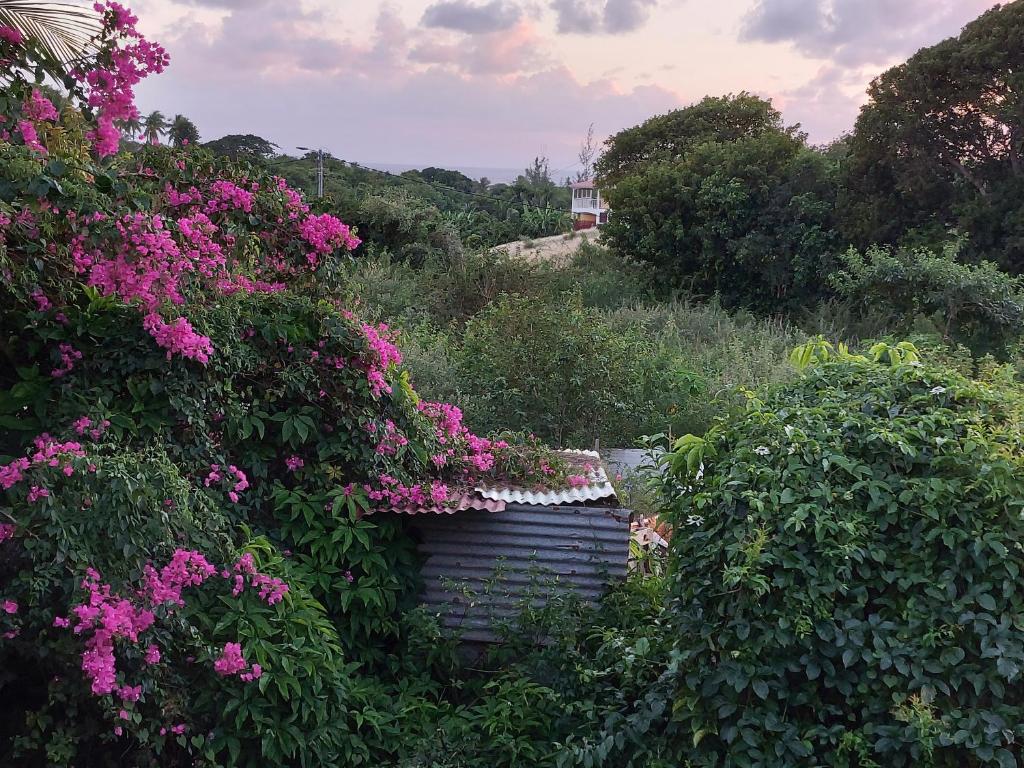 大博格Chambre avec terrasse vue mer的一座种有粉红色花卉和灌木的花园