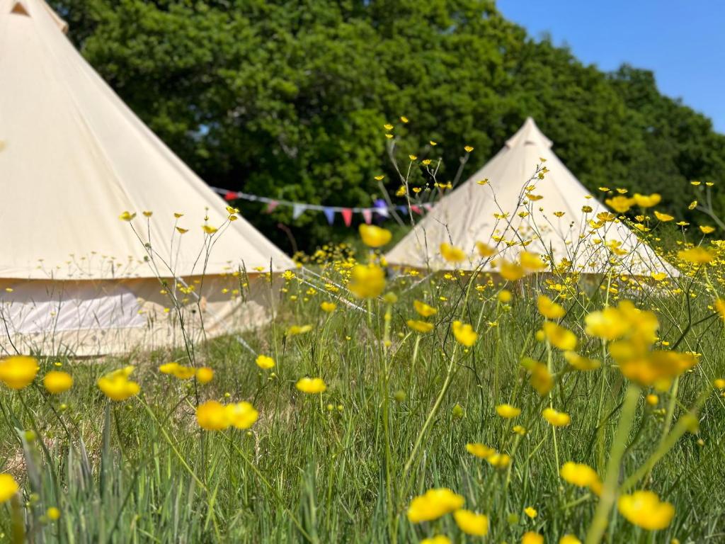 普尔伯勒Sussex Bell Tent的两顶帐篷,位于草地和花丛中