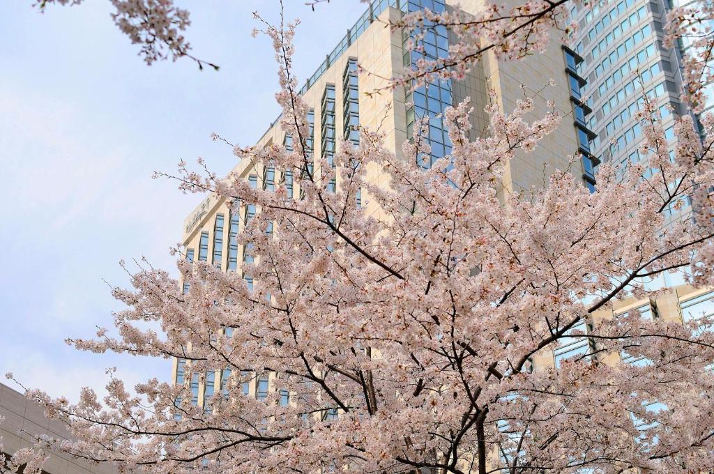 东京东京君悦酒店的一座建筑物前有粉红色花的树