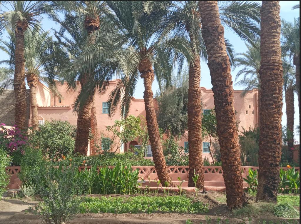 卢克索Bab Al Samawy的一群棕榈树在房子前面