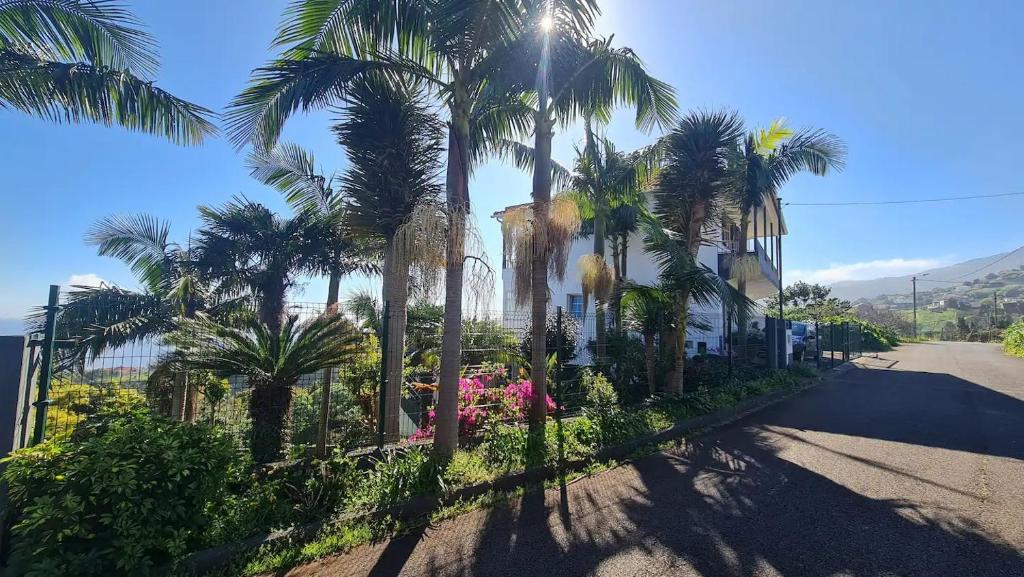 圣若热岛Villa Alta Vista的一条种有棕榈树的街道和一座建筑