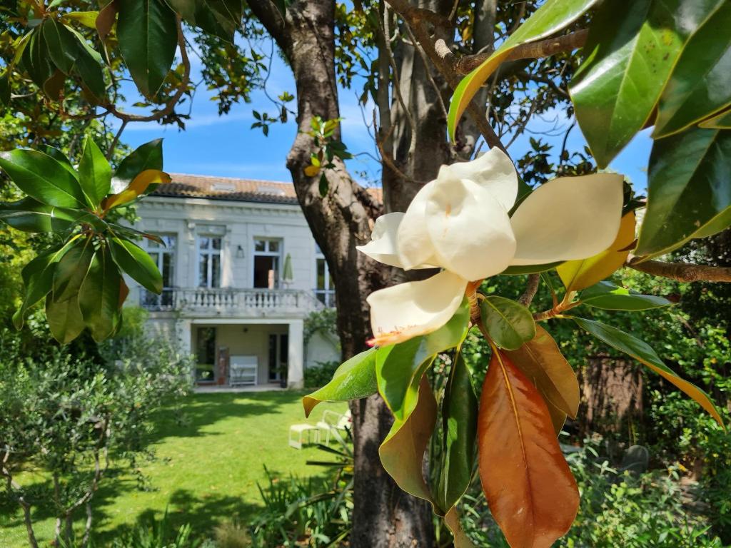 阿维尼翁Villa Aigarden maison d'hôtes的房子前面的玉兰树