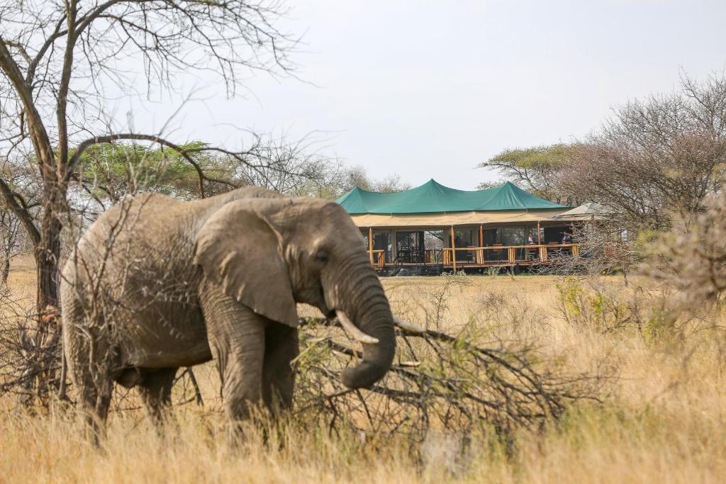 塞伦盖蒂Ndoto Serengeti Camp的象站在一个有建筑背景的田野里
