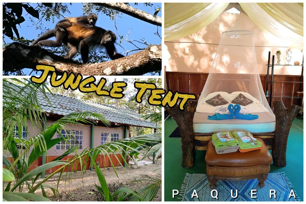 帕克拉Fully Furnished FAMILY JUNGLE TENT, Latino Glamping Paquera的坐在树上的猴子照片的拼贴