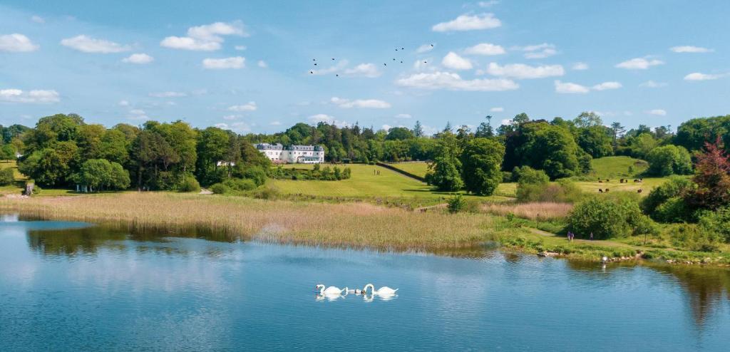 穆林加尔Bloomfield House Hotel, Leisure Club & Spa的三个天鹅在公园的湖里游泳