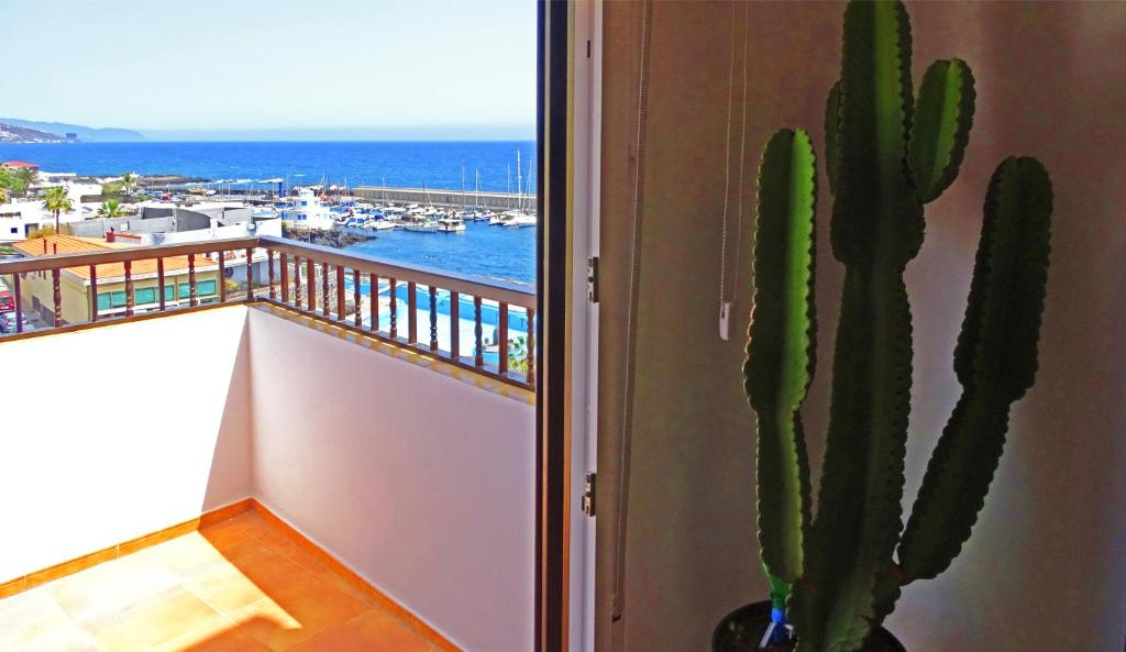 坎德拉里亚Piso en Candelaria con terraza, vistas al mar, aire acondicionado y garaje的仙人掌,坐在窗户旁,享有海景