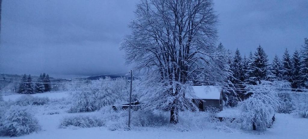 PlaškiThree Little Birds Suite的被雪覆盖的树,房子旁边