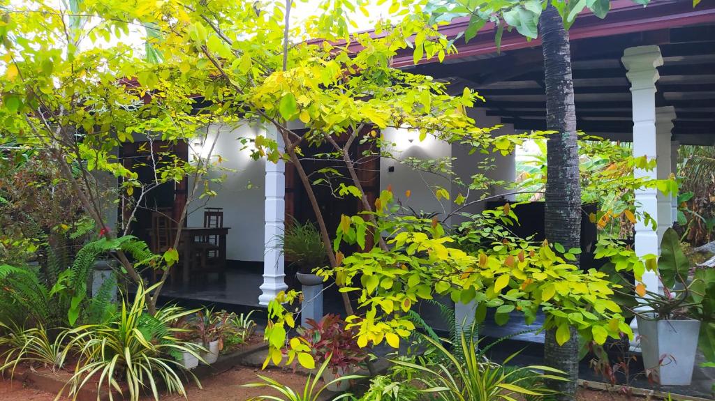 锡吉里亚Yashi's Place Sigiriya的植物屋前门廊的景色