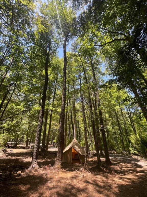 马拉卡韦罗Casa del Árbol - Camping的森林中间的小帐篷